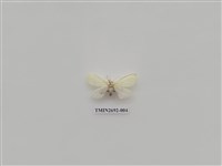 藏品(尺蛾237)的圖片